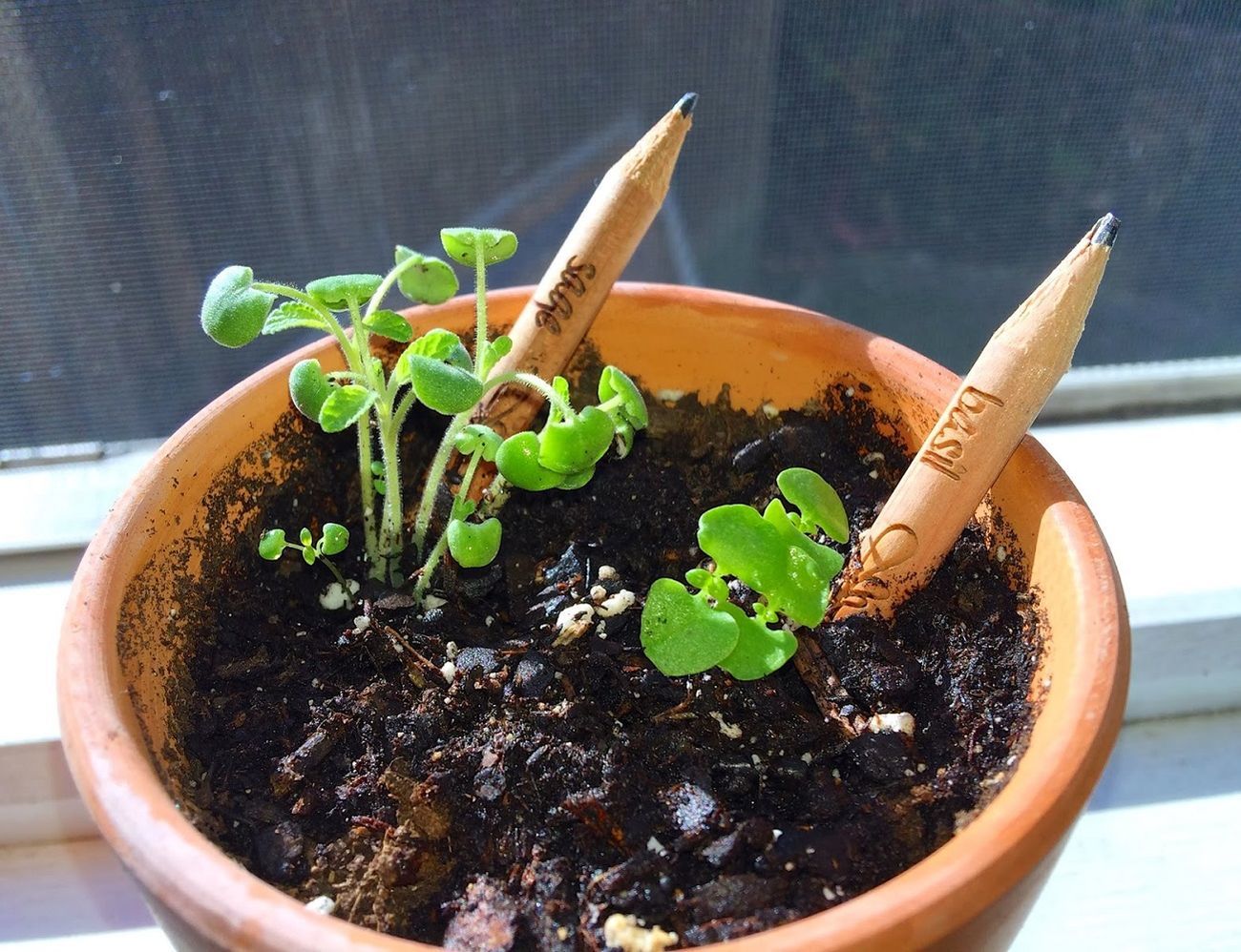 sprout plant pencils