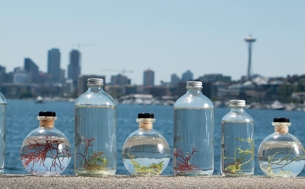 Cultured Algae Living Art Collection - GetdatGadget
